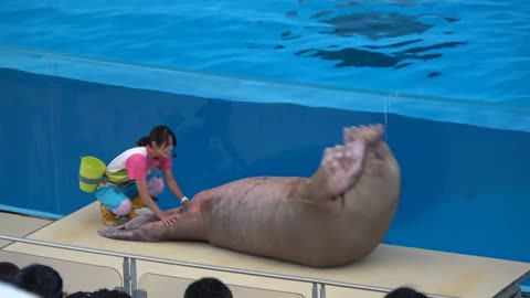 Yokohama Hakkeijima Sea Paradise Attraction Animal Show 【4K】