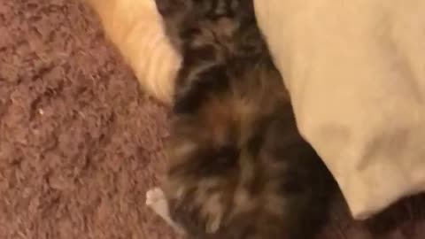 Kitten vs. Kitten