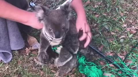 Koala cut free from tangled fence