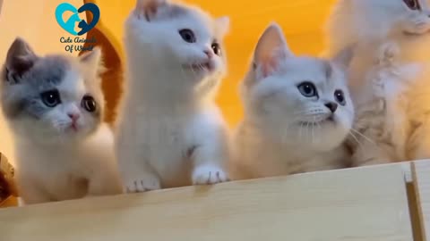 Watching Funny Cute Cats Video - Cute Animals Of World