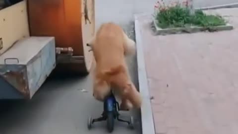 GOLDEN RETRIEVER RIDING CYCLE 🐶❤️| SUBSCRIBE CUTIE TV 🔴| CUTE PETS VIDEO ✨| DOG #DOGS