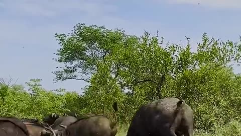 Herd of Buffaloes Tramples Old Male Lion