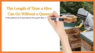 What is a Hopelessly Queenless Hive?