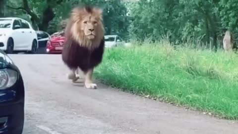 lion walking among people