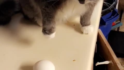 Cat Launces Egg Across the Kitchen