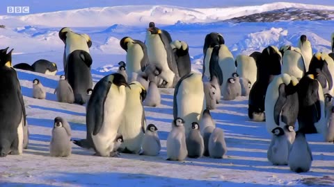 Baby Penguin Tries To Make Friends | Snow Chick: A Penguin's Tale | BBC Earth