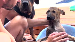 Giving a Puppy Its First Bath