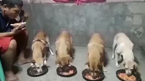 Good dogs Pray First before Eating with there master