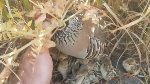 partridge bird 🐦🐤🐣😱😍 Watch!!