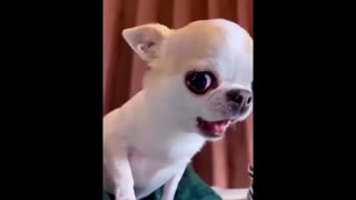 New Funny animals 😹 Funniest cats and dogs videos