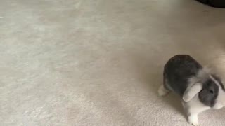 Bunny and Cat Play Like Brothers