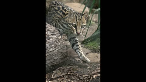 Top 10 Wild Cats You Might Not Have Heard Of