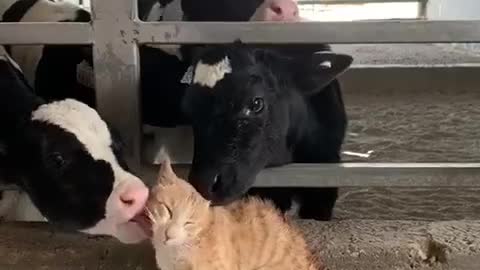 Cows lick a cat to express their love for him