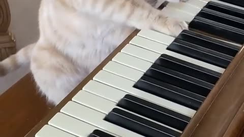 Music lover cat