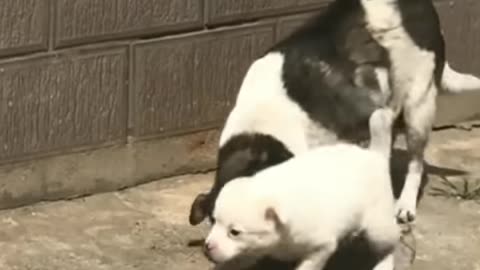 FUNNY CATS, DOGS 🐱🐶 and other CUTE ANIMALS🐾 Funniest Animal Videos 2023