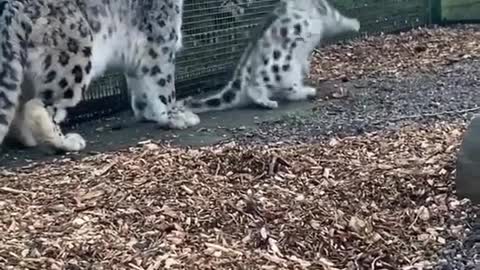 baby snow leopard