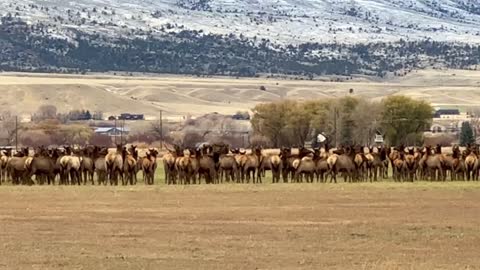 Elk Moving in From the Mountains