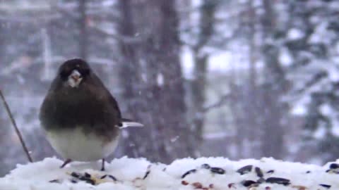 Dark-eyed junco