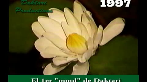 1997 M05 1er lirio que abrió en el estanque de Daktari