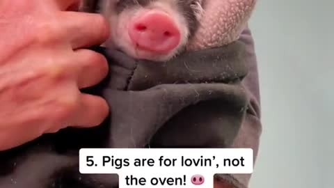 Here are just a few reason why pigs are remarkable…🐷