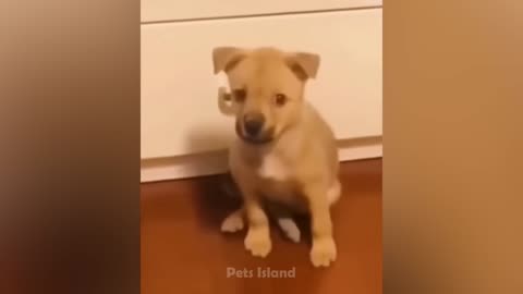 Dogs funny Moments