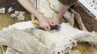 Rowdy shearing a sheep 🐑 with lice 🤢