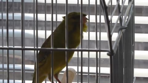 canary singing best video to training canaries birds