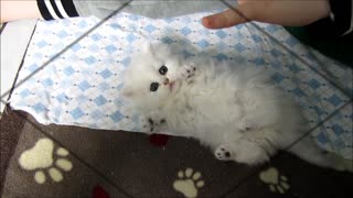 This fluffy kitten's reaction will make your day