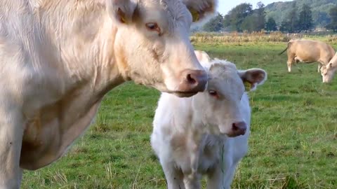 You Won't Believe How Big Veal Gets at Just Six Months!