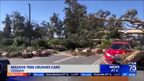 Tree crushes car in Oxnard