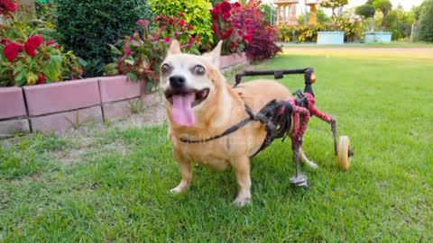 Happy cute little disabled dog in wheelchair or cart walking running in grass field, ultra HD 4K