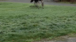 Mama Moose Puts Baby in Their Place