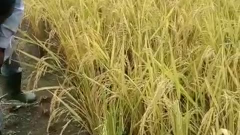 WOW ... CHECK OUT THIS PRO HARVESTING RICE