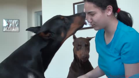 Doberman's True Nature