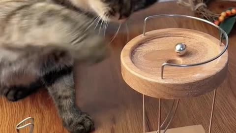 Cat and PerPETual Motion