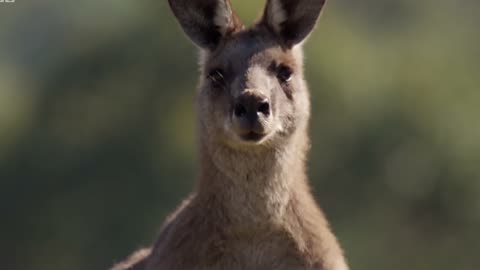 Kangaroos from australia ! You must see this vidio for your knowladge | Part 3