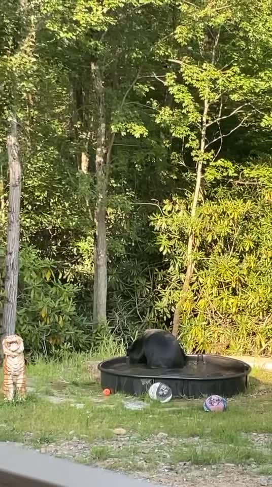 Bear has a Ball in the Water
