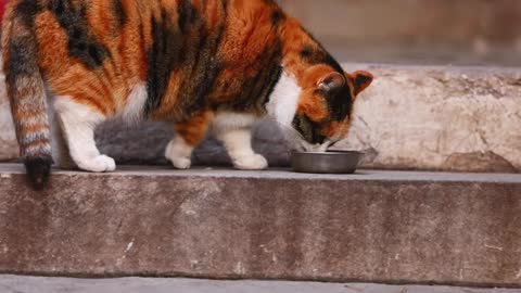 The flowery cat who eats all the time and the orange cat who hides in the hole