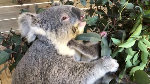 🐨🍃Bana the koala joey feed time🍃🐨