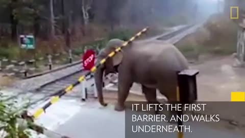 Watch: Impatient Elephant Disobeys Railway Rules | National Geographic