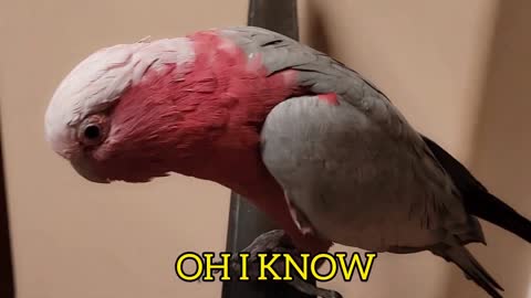 Bird fanny video