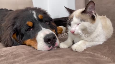 Bernese Mountain Dog Puppy Attacked by Kitten