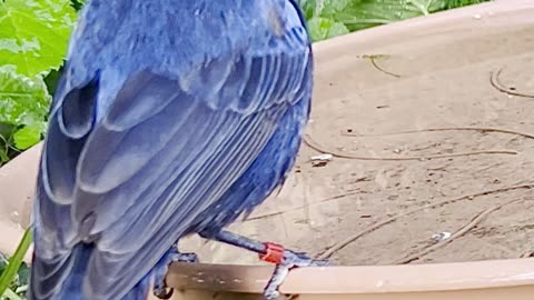 azulão ultramarine grosbeak - aviary birds