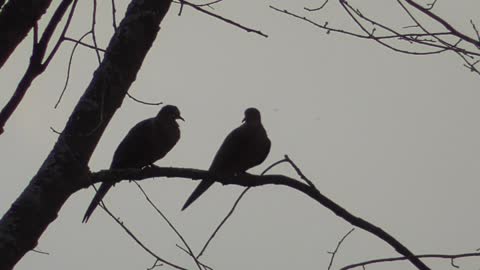 188 Toussaint Wildlife - Oak Harbor Ohio - Wonderful Pair Of Mourning Doved
