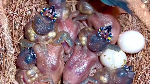 Gouldian Finch male in his nest with large clutch