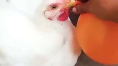 Funny hen