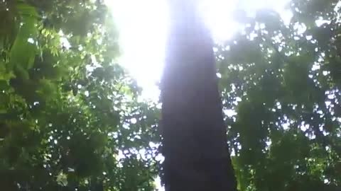 Gigantesca árvore no jardim botânico, deve ter mais de 10 metros! [Nature & Animals]