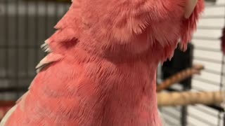 Benny the Rose-Breasted Cockatoo Asks for a Head Scratch