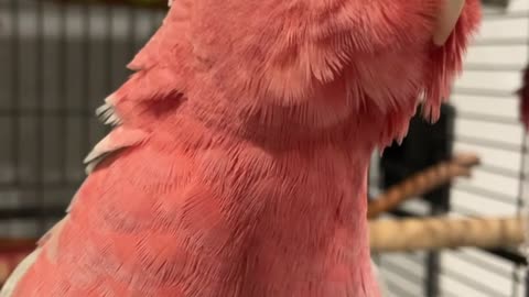 Benny the Rose-Breasted Cockatoo Asks for a Head Scratch