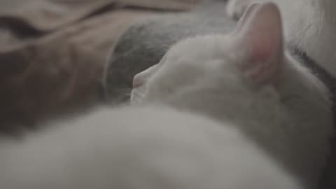Have you seen a cat Sleep<Sleeping cat short video(2023)>